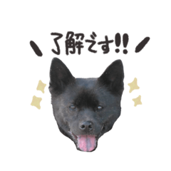 甲斐犬　日常スタンプ♡