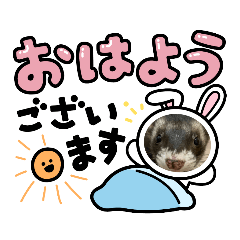 俺の癒しはこの子たちフェレット編