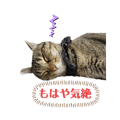 ツン多めのはな様