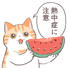 夏の気遣い！猫のトミー