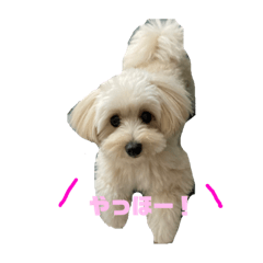 ポメプーのこむぎ♡