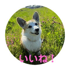 コギケツのつぶやき