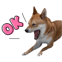 柴犬えいとのスタンプ