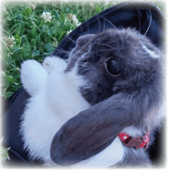 こはるちゃんの可愛い写真スタンプ