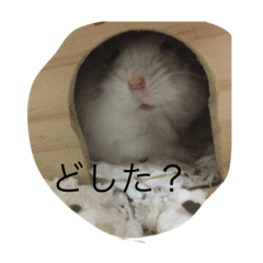 使えそうなハムスター