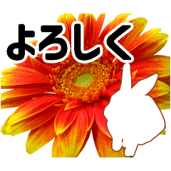 暮らしに花を♪花とうさぎ