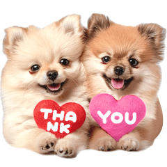 かわいい♡ポメラニアン