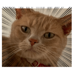 ニャンコの呟き