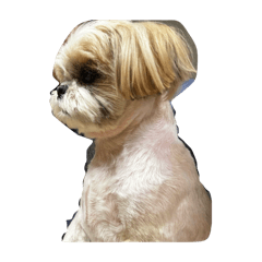 うちの小梅ちゃんのスタンプ