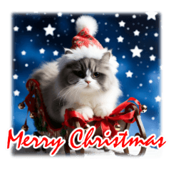 師走のにゃんこ♥年始もあり◎