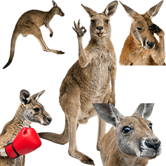 カンガルー　実写