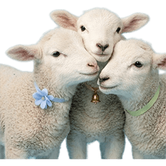 BIG! ひつじの赤ちゃん