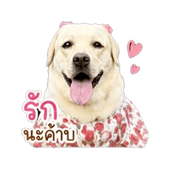 Nookati V.2
