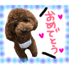 トイプードル☆