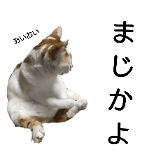 犬猫スタンプだね