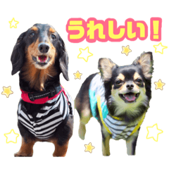 チワワ★ダックス☆