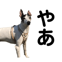 ゴルティエの日常