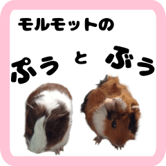 モルモットのぷぅとぶぅ01