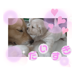 今日のゴールデンわんちゃん③