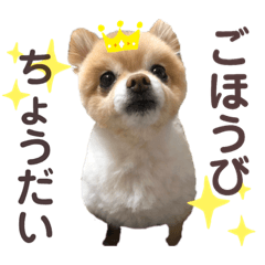 ごほうびちょうだいポメラニアン