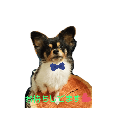 えこべぽじょんのんしろへいねこた