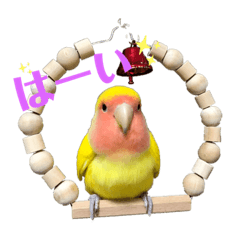 コザクラインコのりんちゃん①