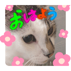 トムとジュリー