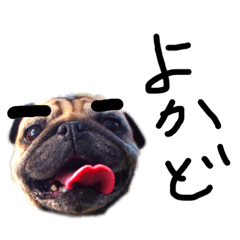 パグのごま(鹿児島弁)