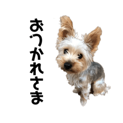 ゆずむうを溺愛する人のスタンプお喋り編