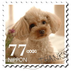 プードルPHOTO★カスタム THANKSを添えて