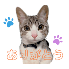仔猫のくぅちゃんスタンプ