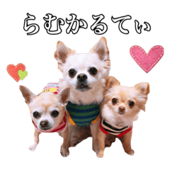 うえむらさんちのちわわたち⑵