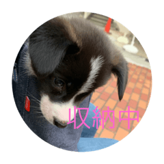 あづきとくるみ