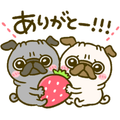 黒パグちゃん♡春