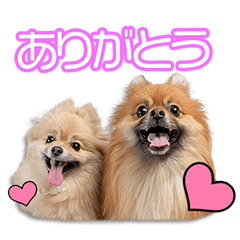 大窪家のきなこ&ちょこ丸ちゃん