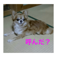 かわいい犬と名言犬