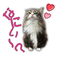 ネコちゃん＊日常系スタンプ
