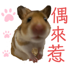 Mei Mei_20200701113206