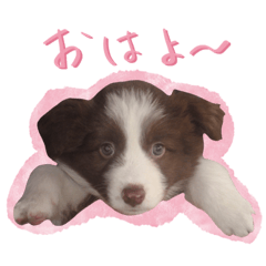 ボーダーコリーの可愛いアンちゃん