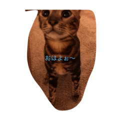 ジャスパー＆マーブル