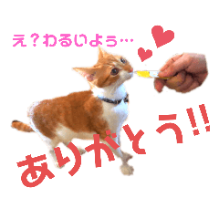 ねこスタンプむぎ