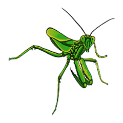 ケアマネ用語 虫Ver.