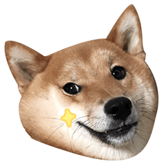 柴犬錦糸卵の日常