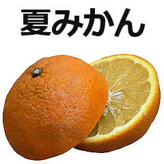 夏みかん。