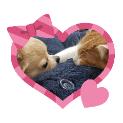 もちゃこ時々ごま