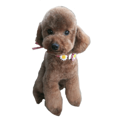 トイプードルのチョコ&はち&くぅ