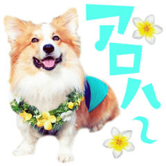 フラコギkaiのHAPPY☆ALOHA