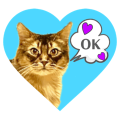 ソマリネコ　中村ニャン2