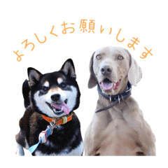 かいざー&ごえもん