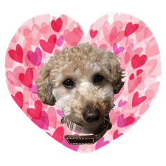 てくてく ちゃちゃくん